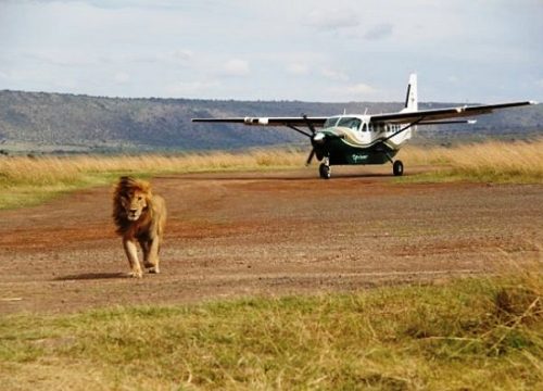 3 Days Fly-in Masai Mara Safari From Diani/Mombasa