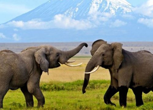 Amboseli National Park