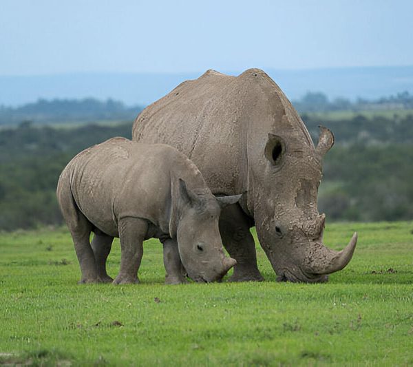 Day-Tour-Safari-In-Ol-Pejeta