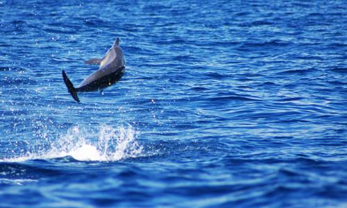 Full Day Wasini Marine Park Excursion