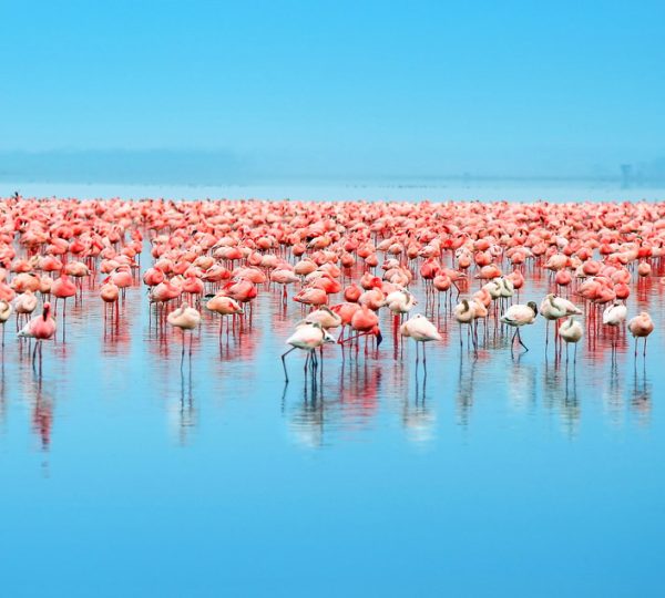 Lake-nakuru-safari-from-nairobi