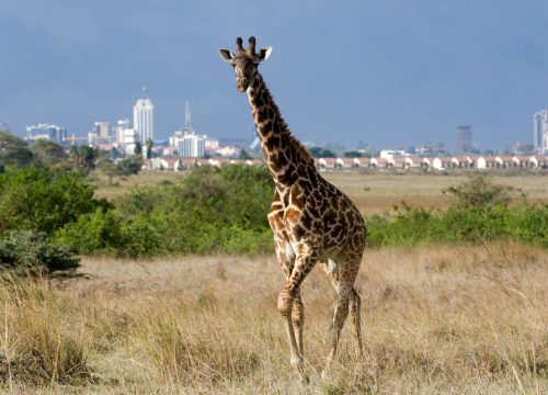 Nairobi National Park