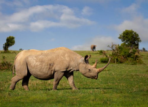 2 Days Ol Pejeta Conservancy Safari From Nairobi