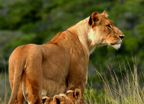 3 Days Amboseli-Tsavo West drop off Diani/Mombasa Beach Safari