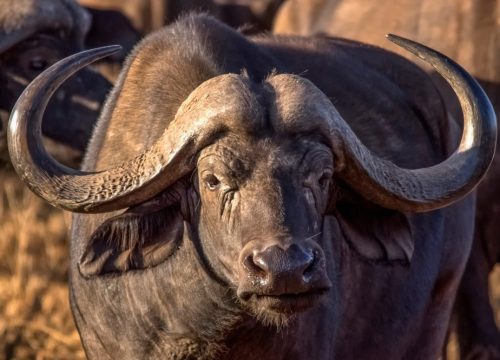 Tsavo West National Park