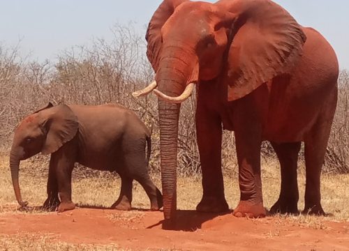 2 Days Tsavo East National Park Safari From Mombasa