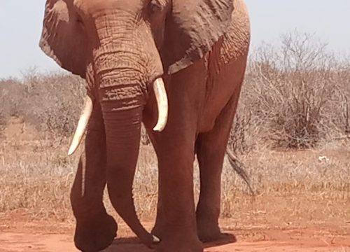 2 Days safari Tsavo East & Taita Hills Sanctuary