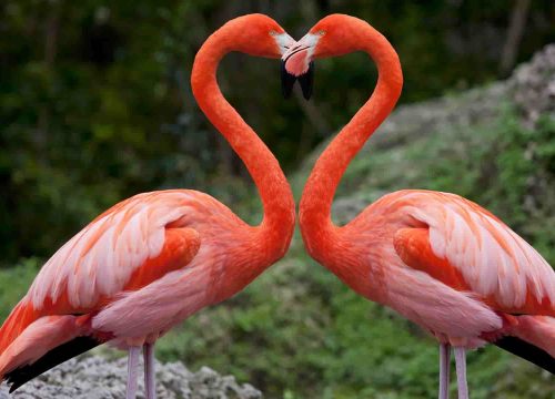 4 Day Masai Mara & Lake Nakuru National Park Safari From Nairobi