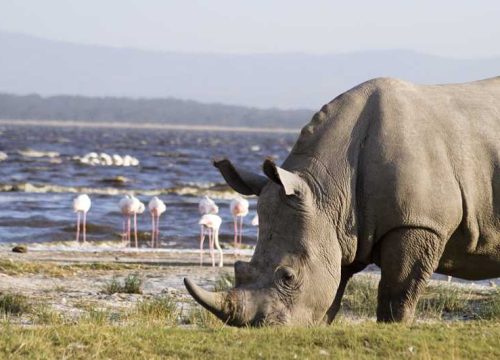 Lake Naivasha National Park