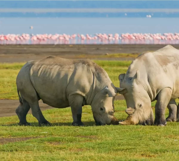 lake-nakuru-national-park-day-tour