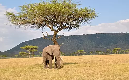 6 Days and 5 Nights Kenya and Tanzania Safari From Nairobi