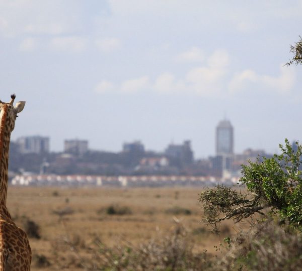 nairobi-national-park-safari