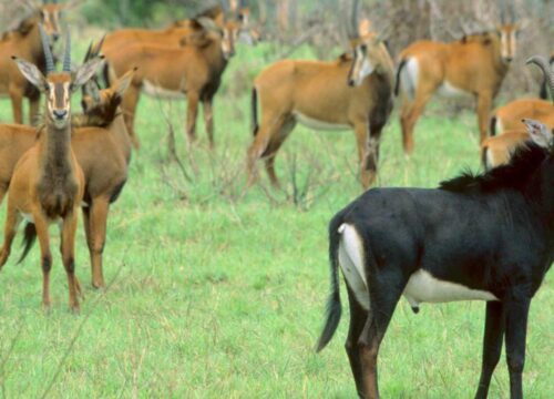 Shimba Hills National Reserve Day Trip