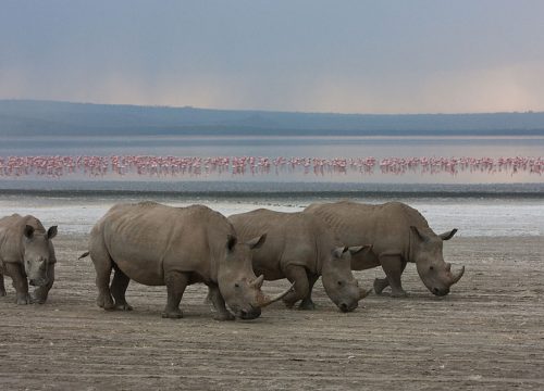 Big Five Rhinos In Lake Nakuru National Park