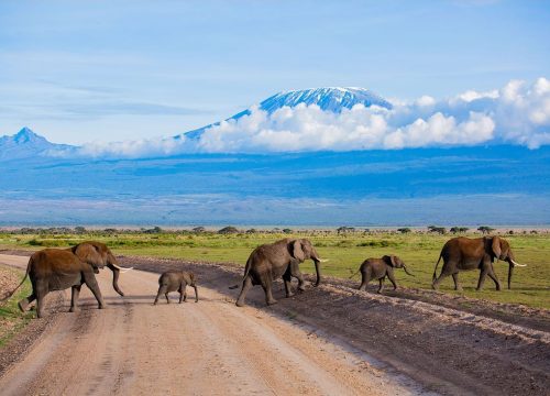 1 Day Safari To Amboseli National Park/Kilimanjaro From Nairobi