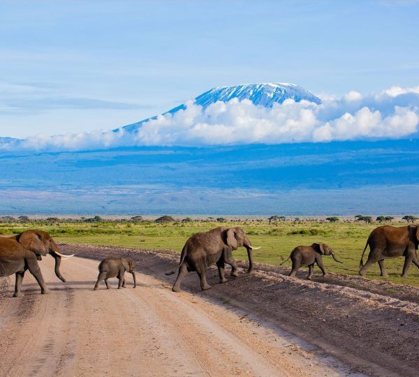 Elephants In Amboseli National Park