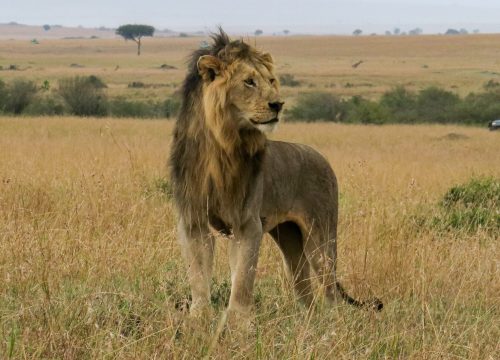 Lion King In The Masai Mara Kenya