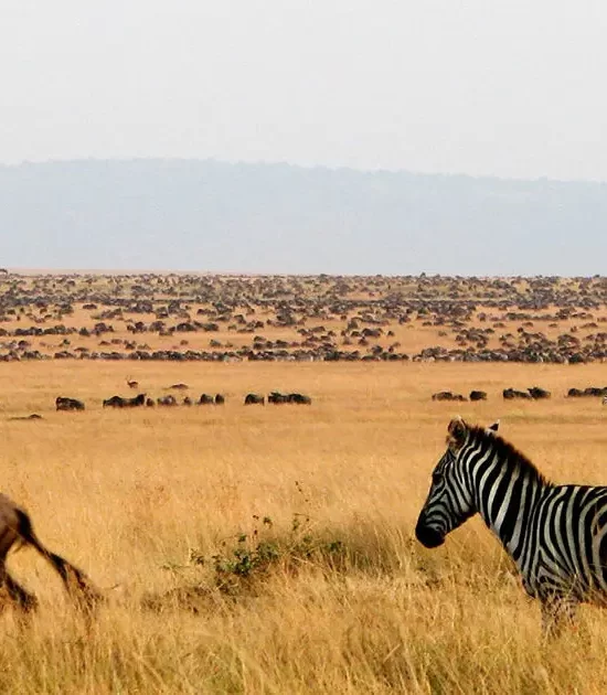 Wildlife Safari Tours