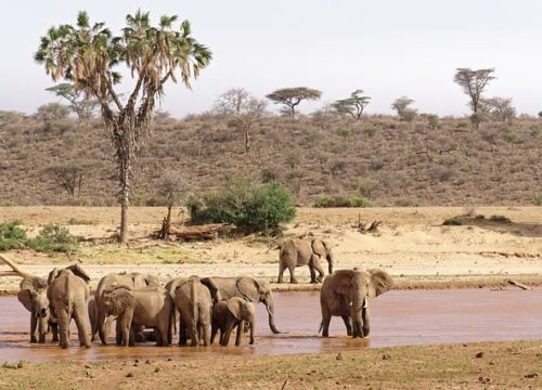 Samburu-Kenya-Safari-Holidays